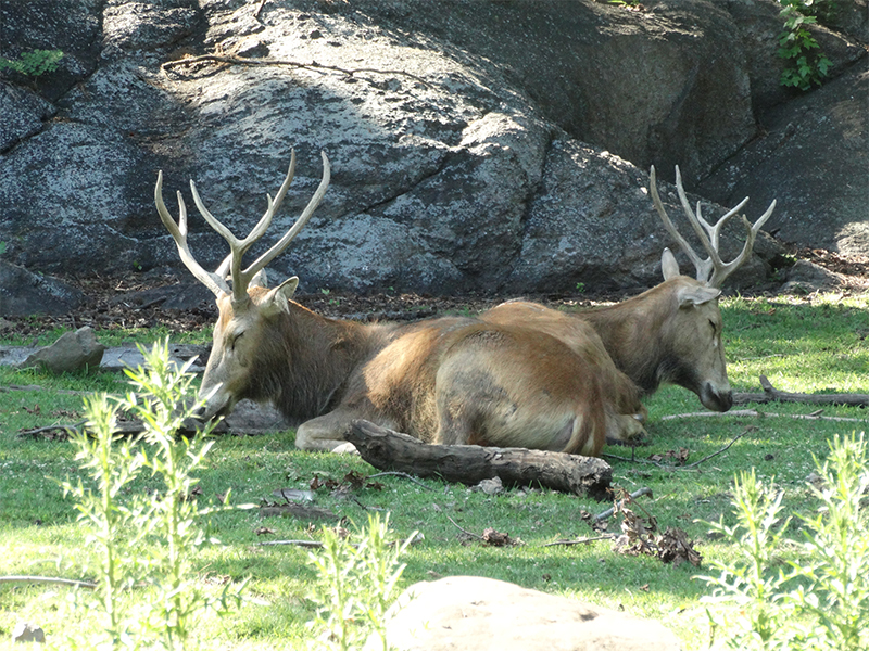 Mule Deer