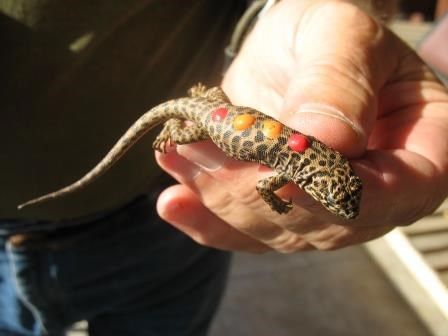 Yearling on 11-12-13