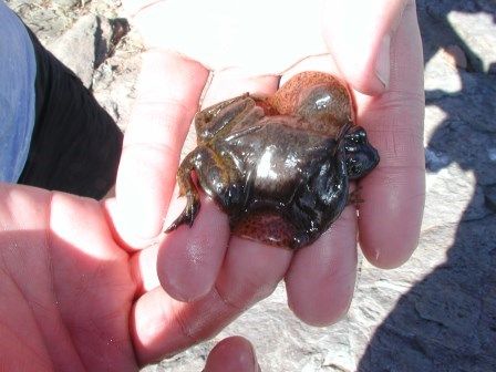 Atelognathus patagonicus with lots of extra skin for aquatic respiration