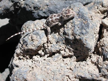 Diplolaemus altopatagonico