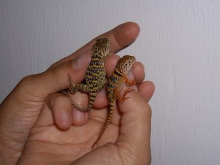 Female (no orange) and male (orange) hatchlings