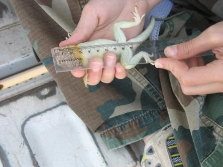 How long is it (SVL)?