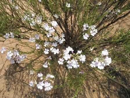 Desert flowers