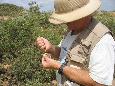 Stanley marking a Uta