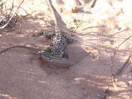 Uta predation by leopard lizard