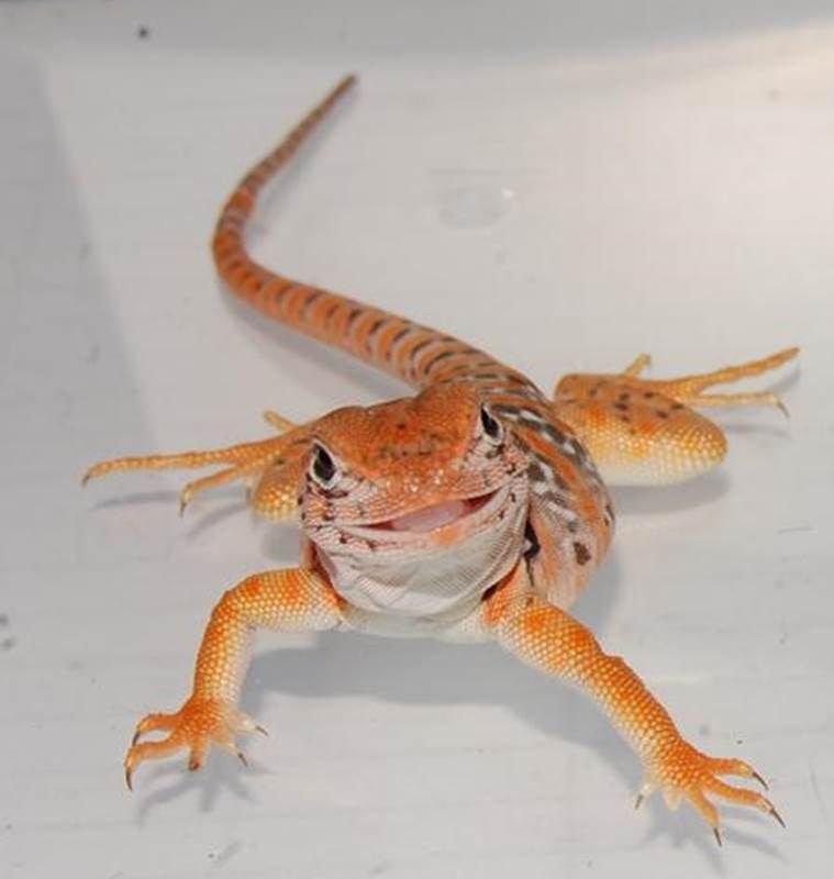 hatchling collared lizard-ESB1