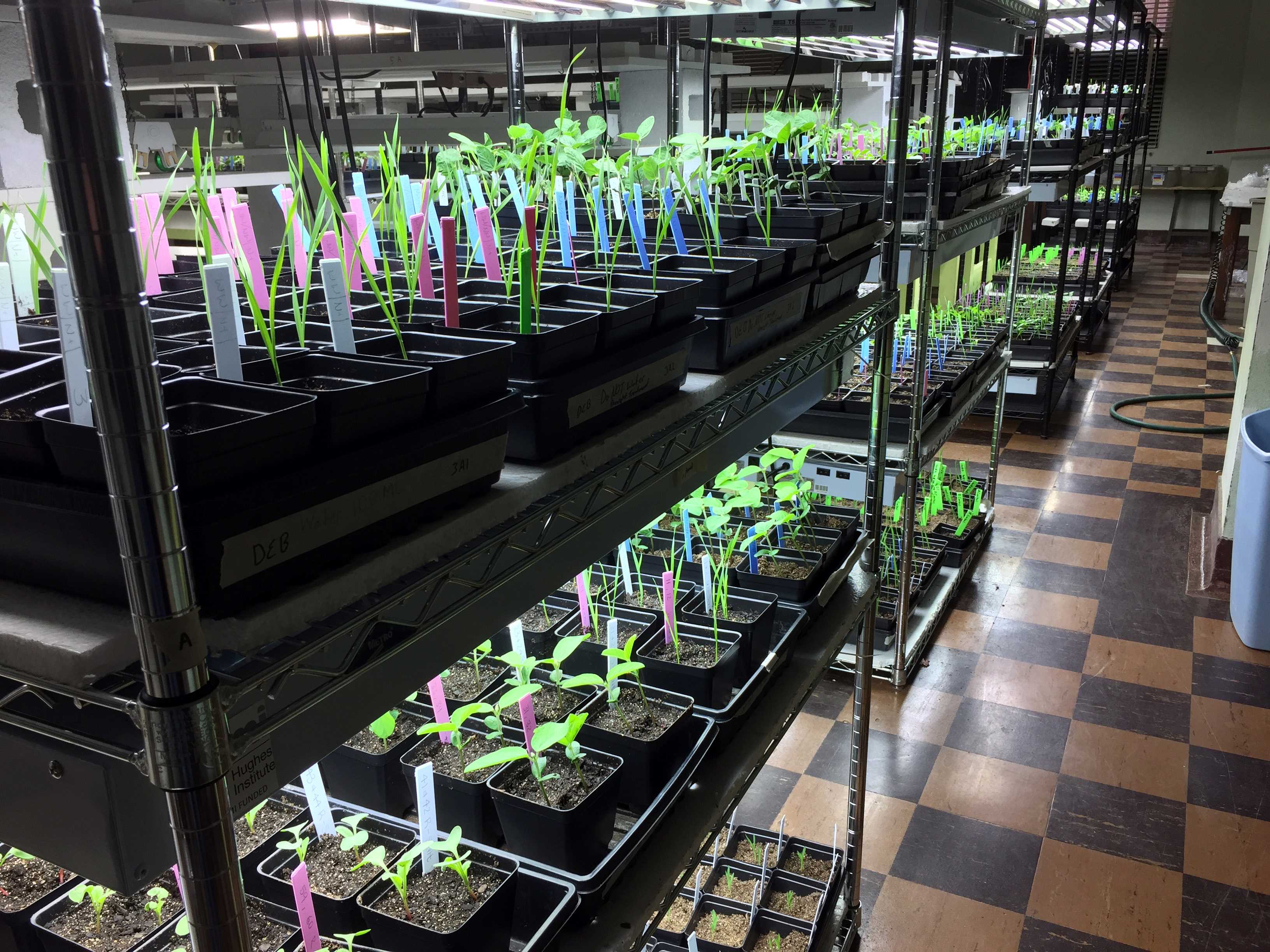 A biology facility with a shelf full of potted plants