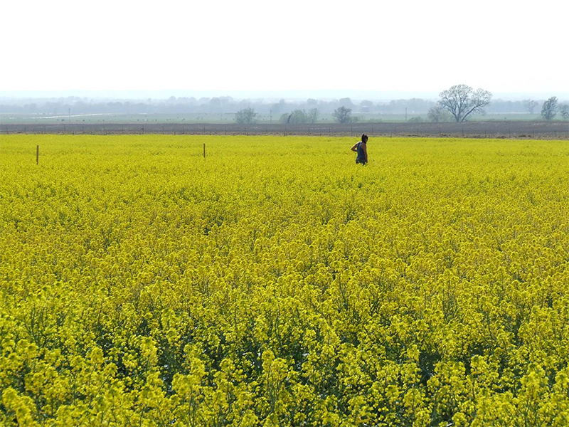 Canola field