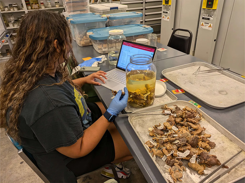 Student working on a laptop next to a display of preserved frogs from the collection.