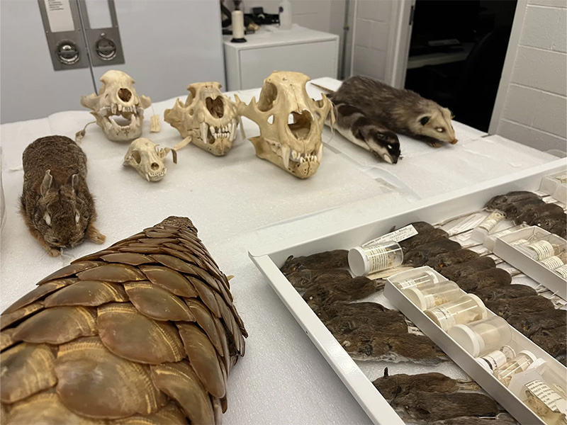 Table displaying a skeleton, rabbit, mice, and other preserved animal specimens from the collection.