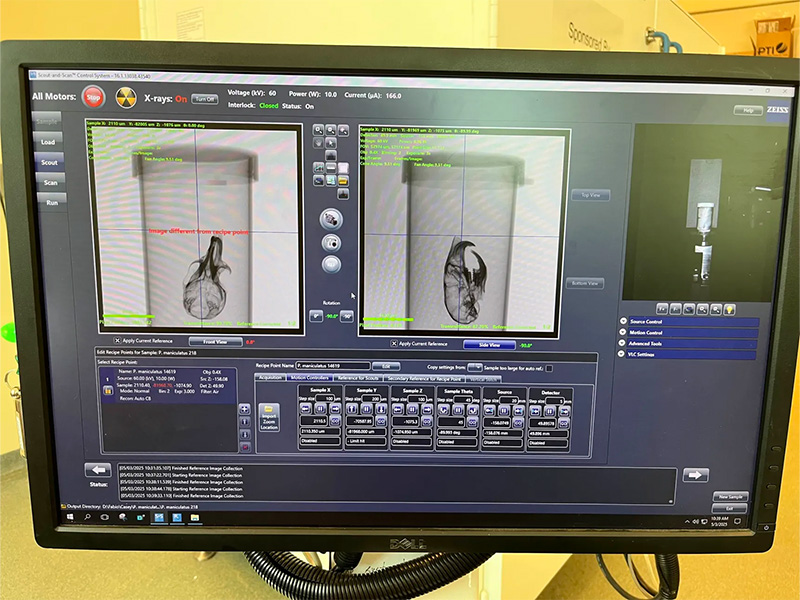 Desktop computer displaying bird X-rays on anatomical imaging software.