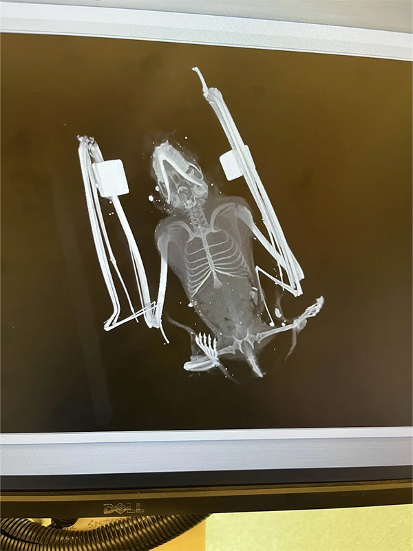 Top-down view of a bird X-ray image showing skeletal structure.