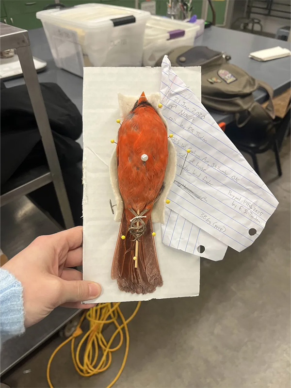 Red robin viewed from the bottom, lying on a napkin.