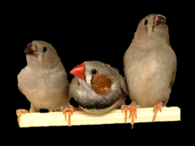 three ground finches