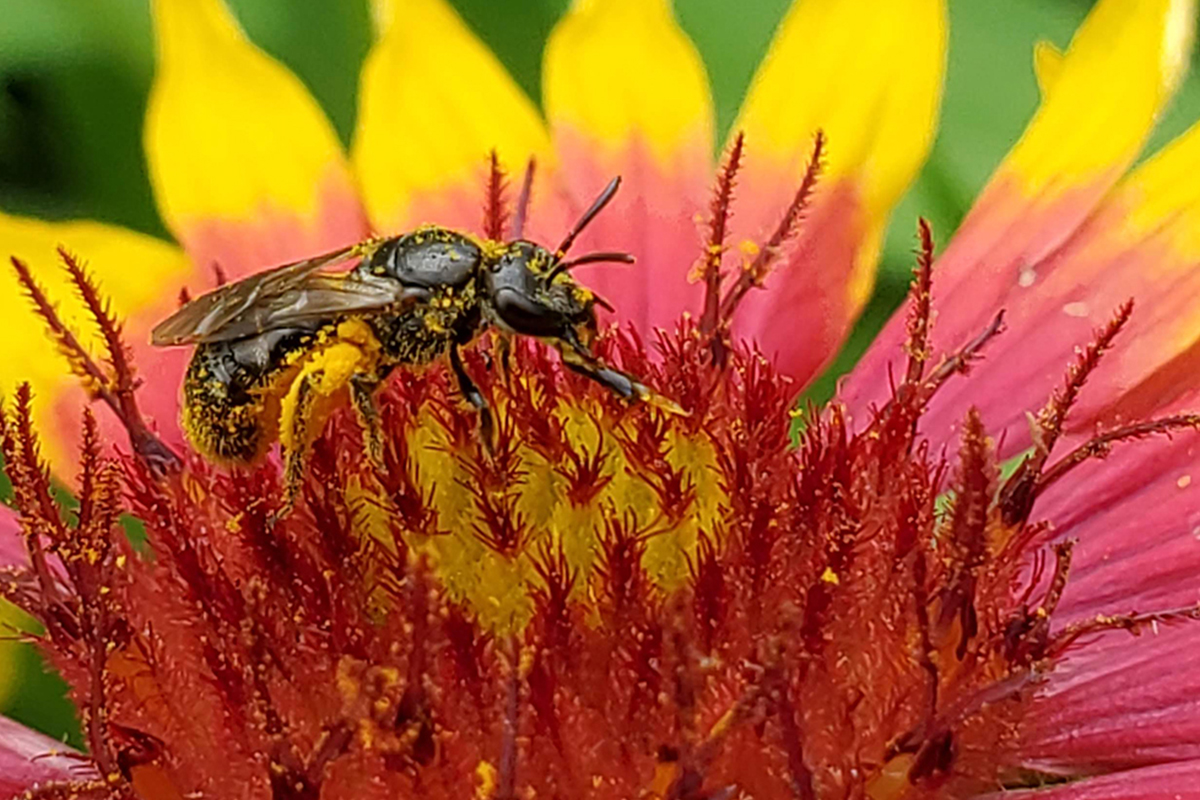 Bee on a red flower