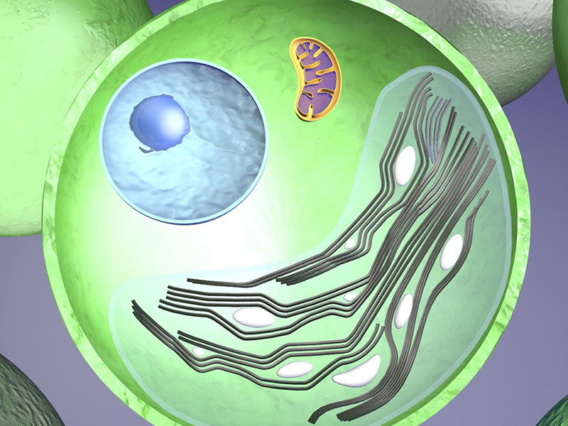 inside of plant at the cellular level