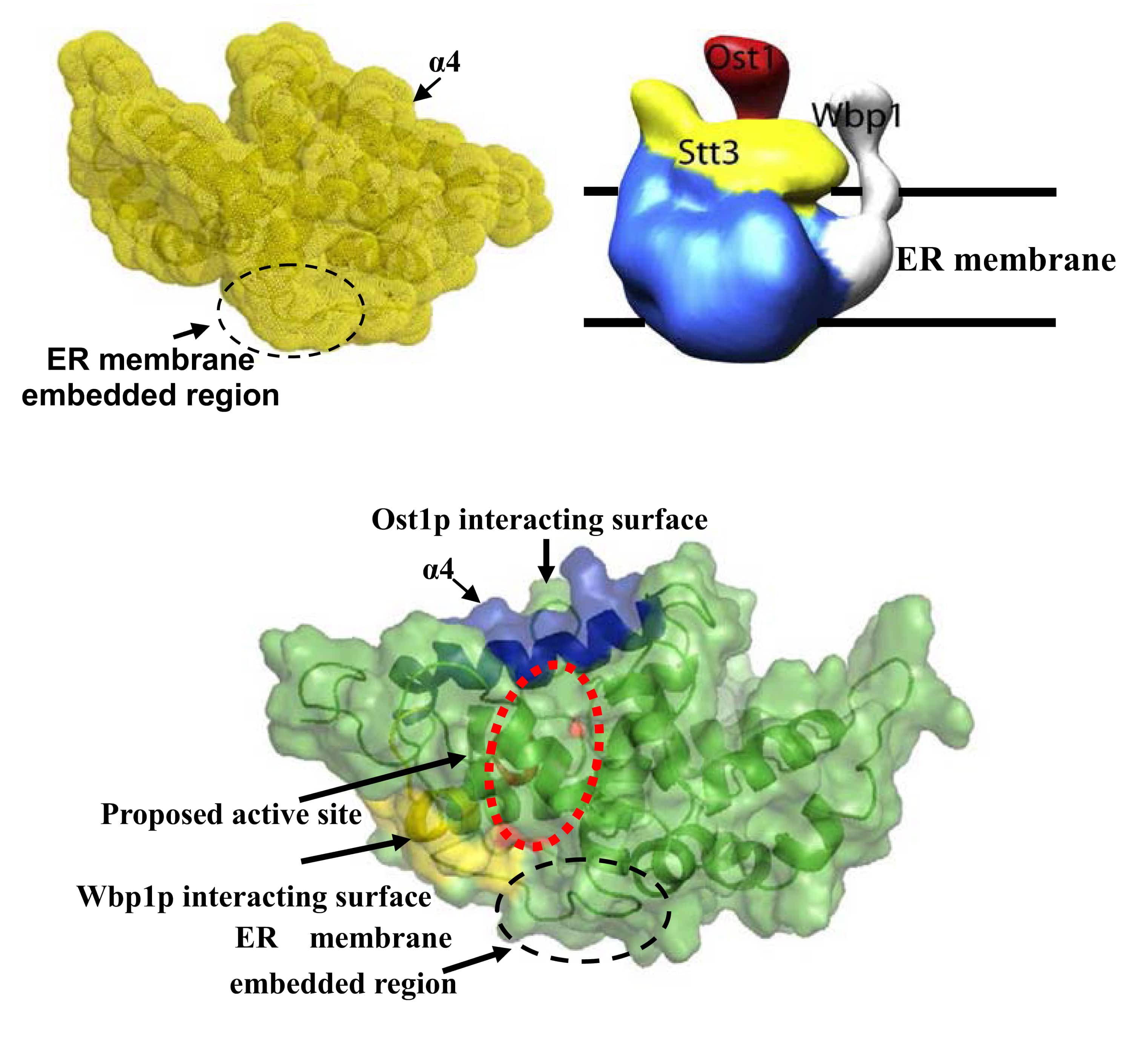  NMR Model