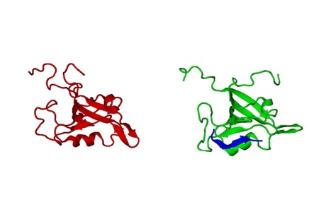  3D NMR model of GIP