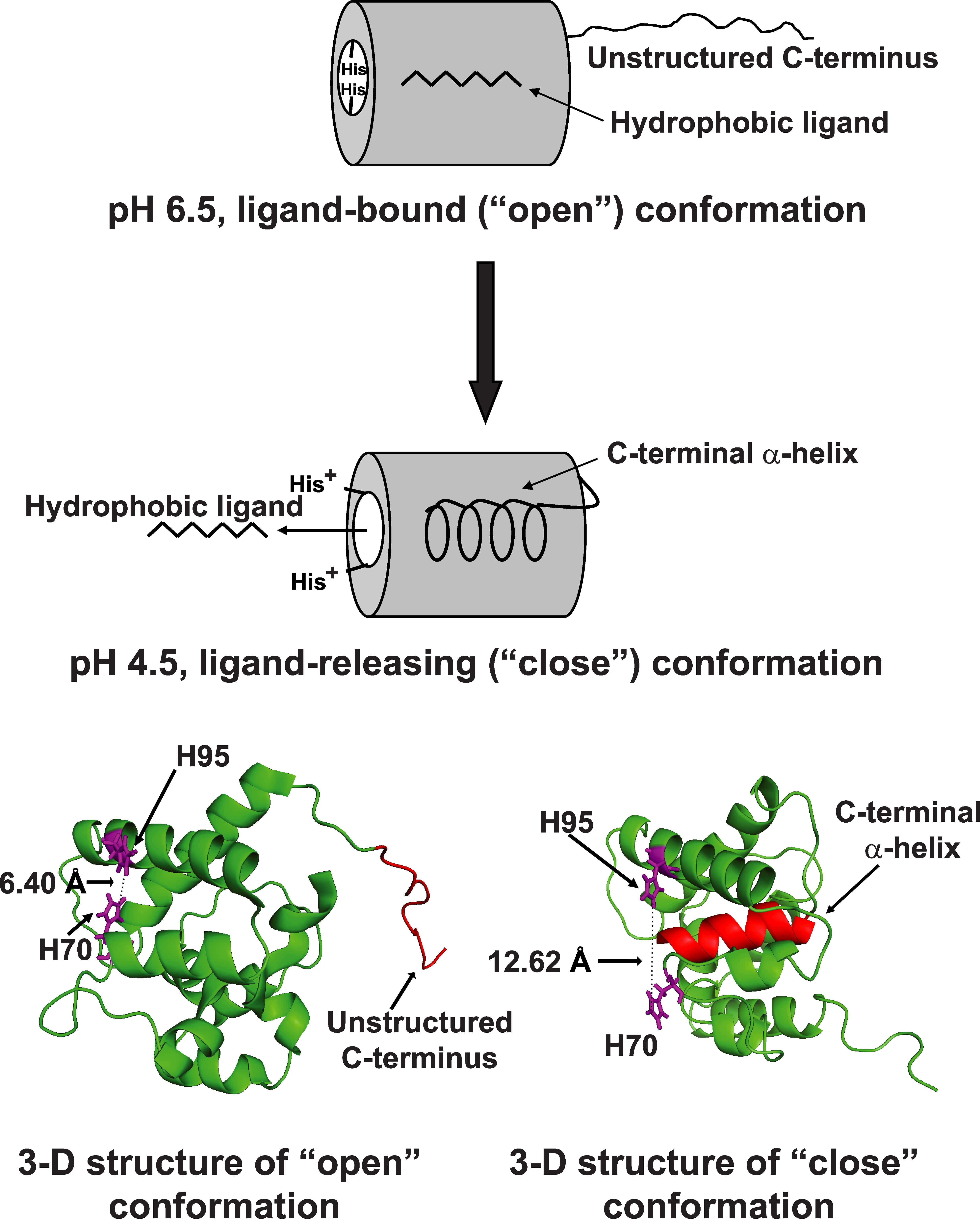 Signal Transduction in Olfacation