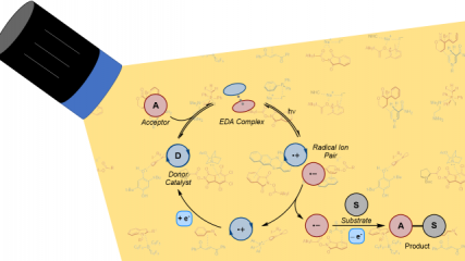 synopsis graphic