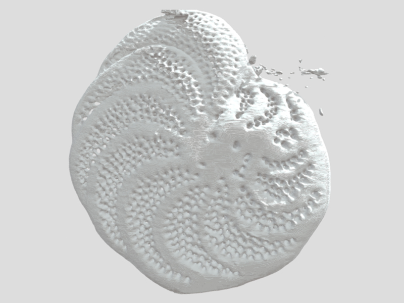 Cibicidoides wuellerstorfi—first try