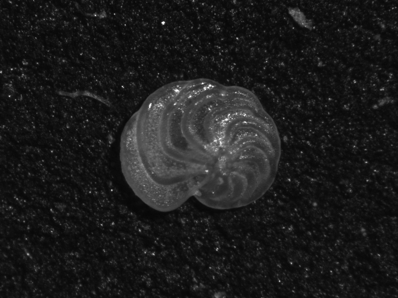 ocean specimen
