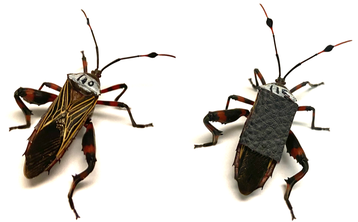 insects with armor