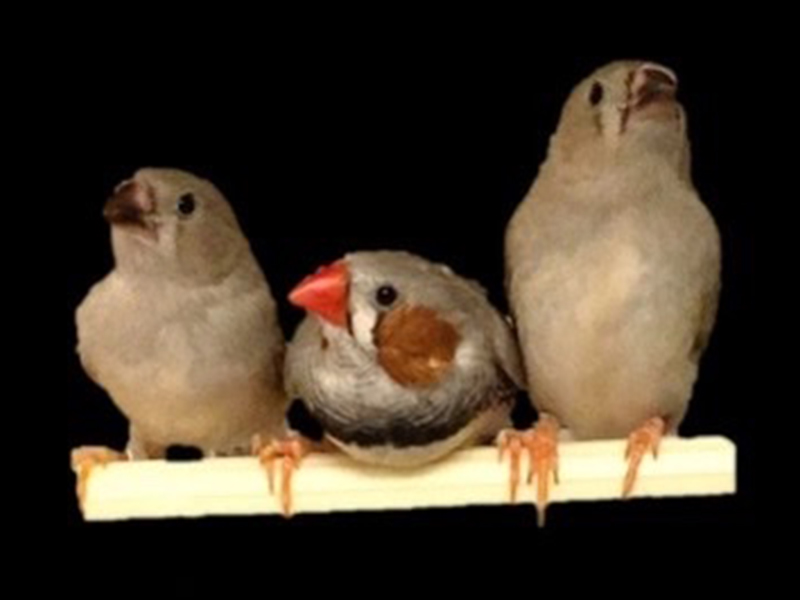 Three finches sitting on a perch