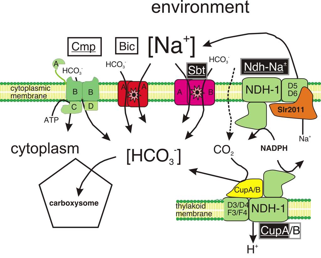 Cyanobacterial Bioenergetics 1 Graphic 1 for Cyanobacterial Bioenergetics