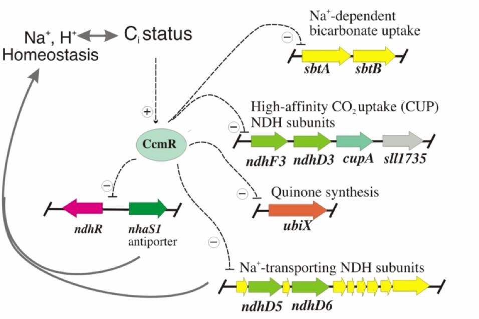 Cyanobacterial Bioenergetics 2 Graphc 2 for Cyanobacterial Bioenergetics