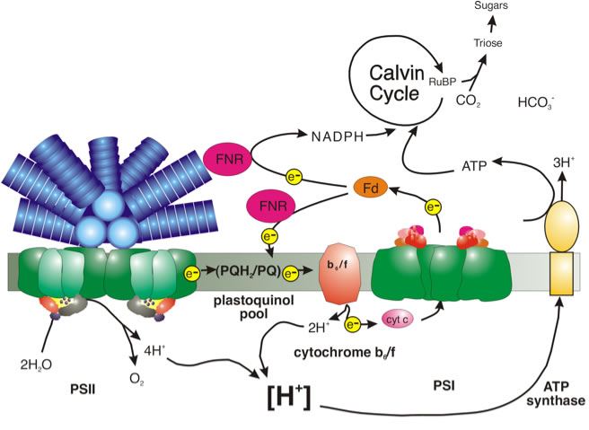 Graphic of the Calvin Cycle Graphic of the Calvin Cycle