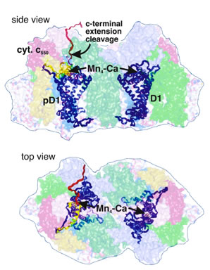 water oxidation Graphic for water oxidation