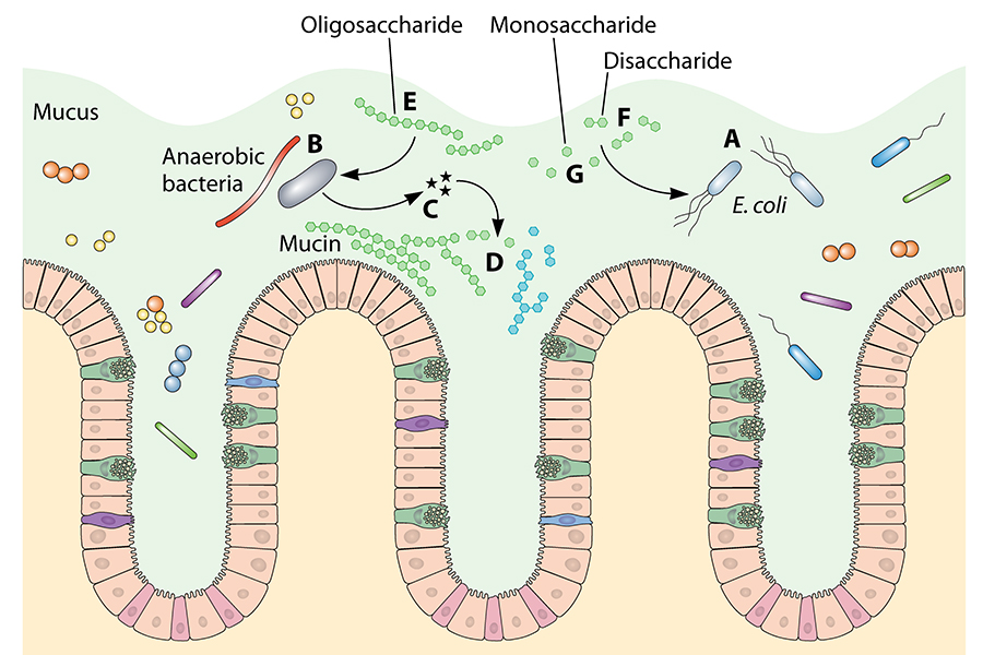 Illustration of how E. coli (A) obtains nutrients in the mucosal layer of the large intestine. Anaerobes (B) produce glycosyl hydrolases (C) which degrade complex polysaccharides in dietary fibers and mucin (D) to release oligosaccharides (E), disaccharides (F), and monosaccharides (G). Oligosaccharides are preferred by anaerobes while monosaccharides and disaccharides are preferred by E. coli.