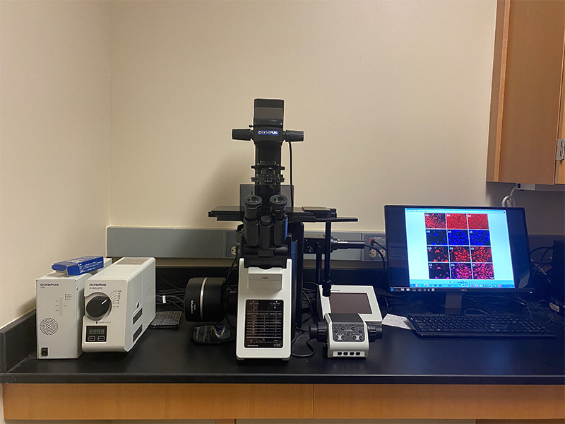 Inverted Fluorescence Microscope