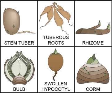 Examples of geophytes
