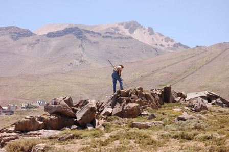 Fox searching for lizards