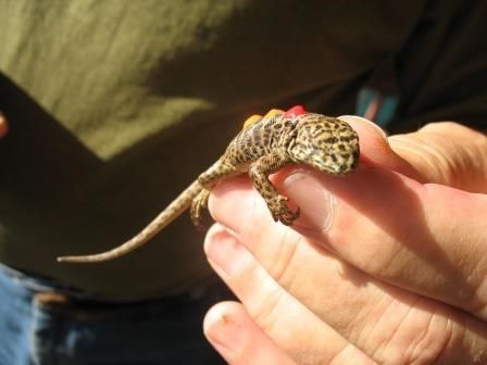 Yearling on 11-12-13