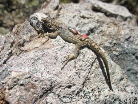 Yearling with radio on 11-14-13