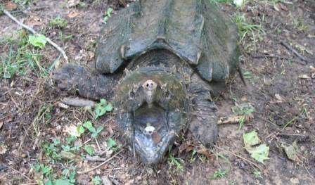 Alligator snapping turtle