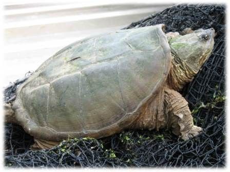 Common snapping turtle