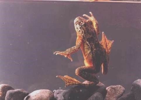 Atelognathus patagonicus