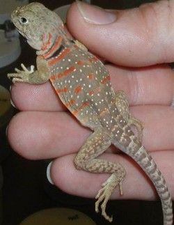 Hatchling male collared lizard with conspicuous orange bars