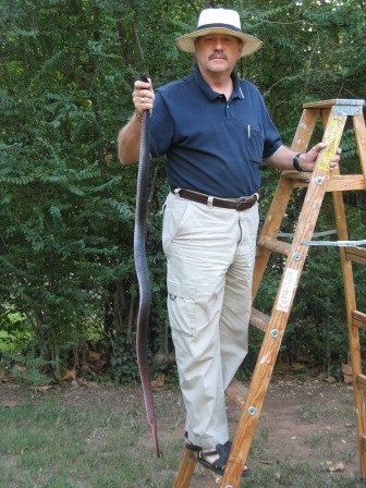 Stanley with coachwhip