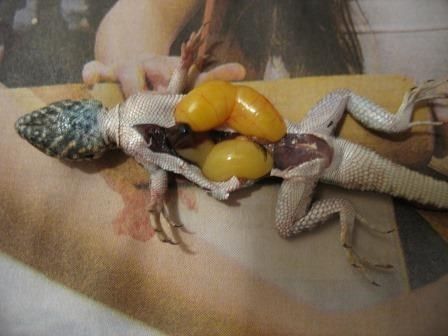 Uta oviductal eggs (wow!)