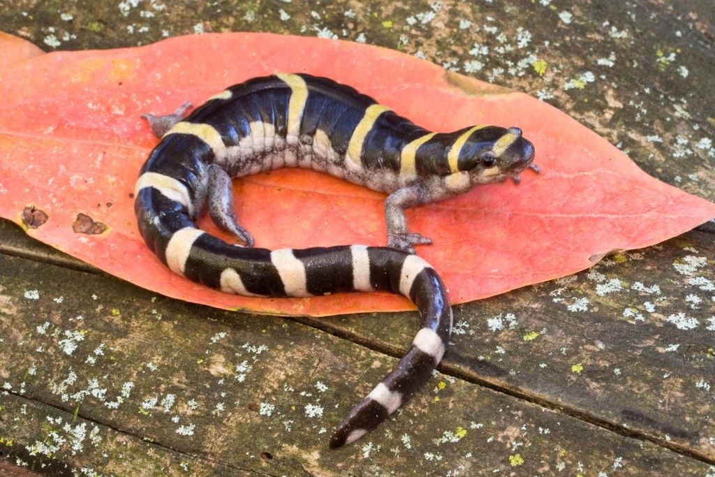 ringed-salamander.jpg /