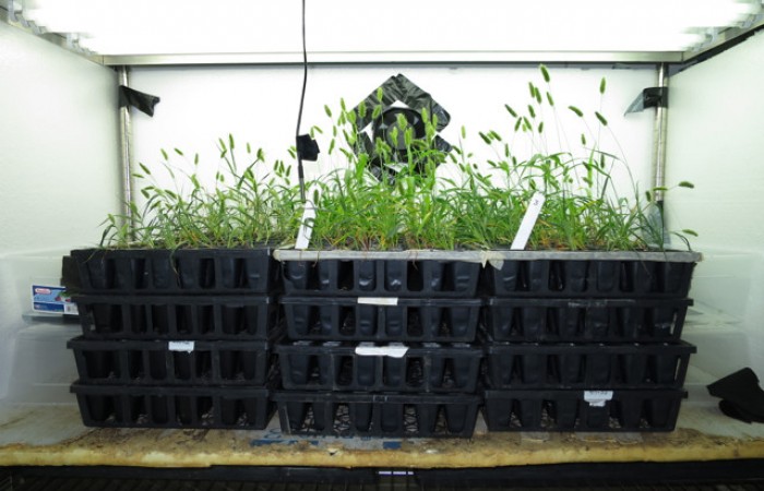  The Growth Chamber Control Plants