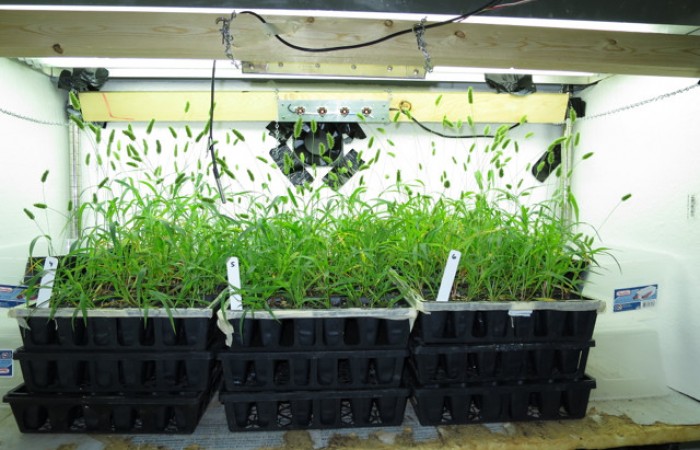 The Small Far Red Treatment