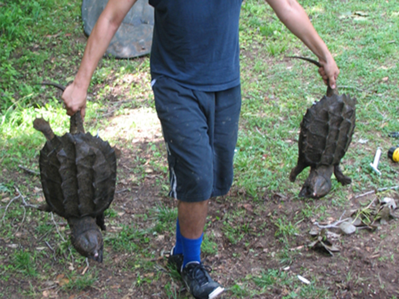 man carrying snapping turtles by their tails