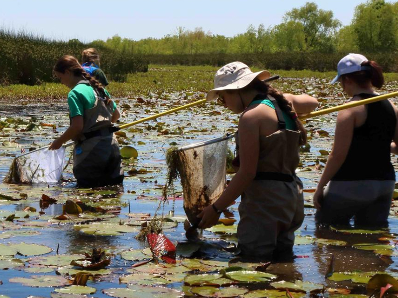 students walking through a body of water with bug nets students walking through a body of water with bug nets