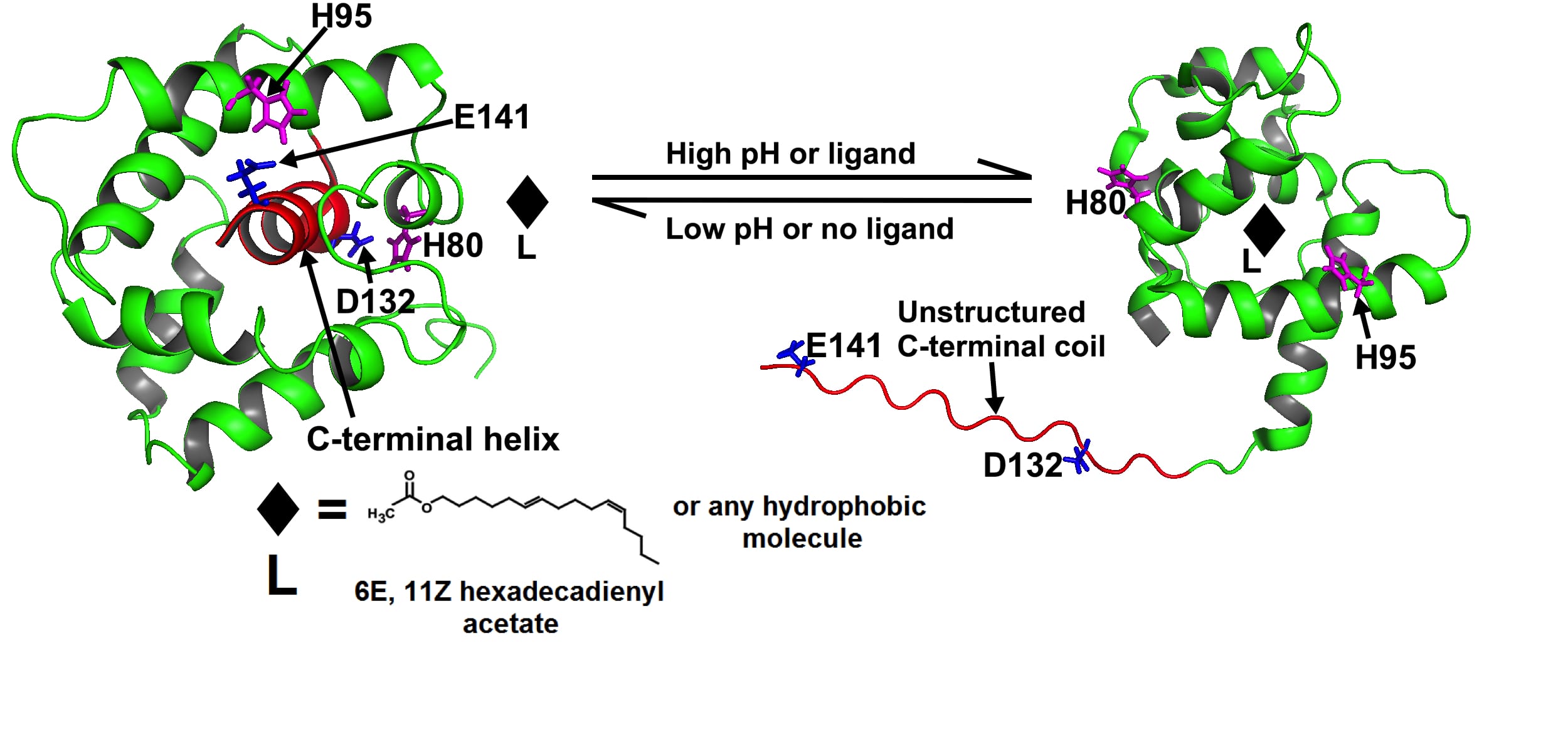 Signal Transduction diagram Signal Transduction diagram